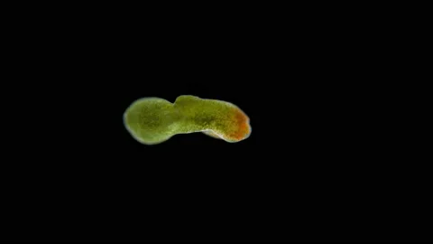 Acoela worm Convolutriloba under a microscope, of family Convolutidae, type Stock Footage 167417818
