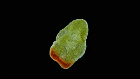 Acoela worm Convolutriloba under a microscope, of family Convolutidae, type Stock Footage 167423120