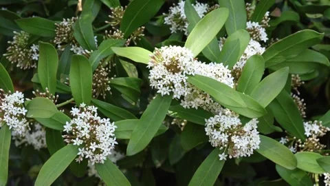 Acokanthera oblongifolia Stock Footage 274069896