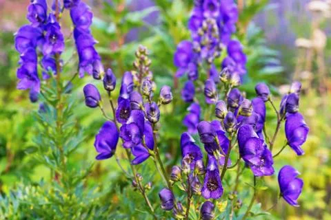 Aconite flower or wolf root is a poisonous plant. Violet flowers. Stock Photos