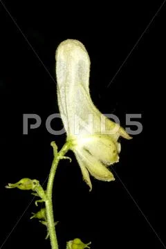 Aconite, medicine plant and historic poison Stock Photos