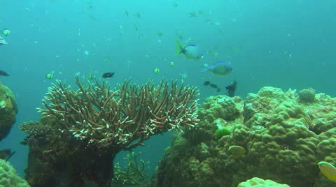 Acopora coral and reef fish Stock Footage 23474953