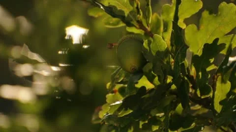 Acorn 037808 Stock Footage 12170322