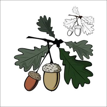 Acorn and leaf Stock Illustration