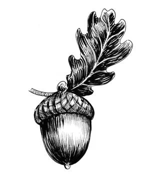 Acorn and leaf Illustrazione stock