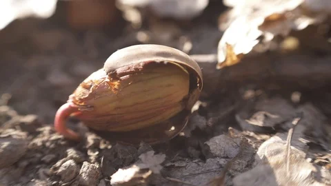 The acorn and spider Vidéo 105727186