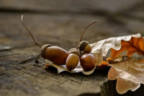Acorn on the background of an old tree Stock Photos
