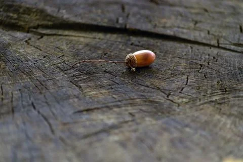 Acorn on the background of an old tree Stock Photos