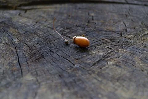 Acorn on the background of an old tree Stock Photos