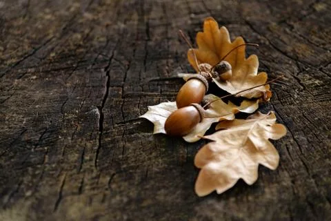 Acorn on the background of an old tree Foto stock