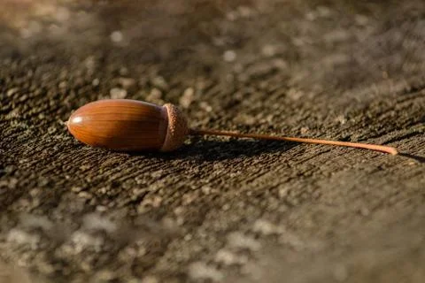 Acorn on the background of an old tree 库存照片