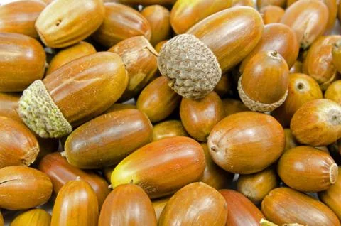 Acorn background Stock-Fotos