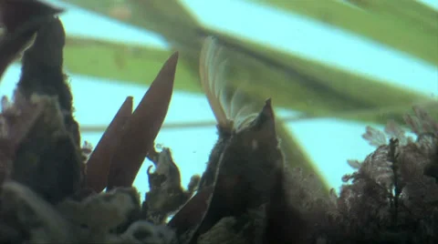 Acorn Barnacle underwater 스톡 동영상 37586553