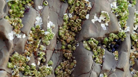Acorn barnacles, also called rock barnacles, or sessile barnacles, on rock Stock Footage 232810830