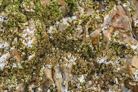 Acorn barnacles, also called rock barnacles, or sessile barnacles,symmetric.. Stock Photos