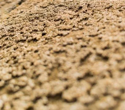 Acorn barnacles Stock Photos