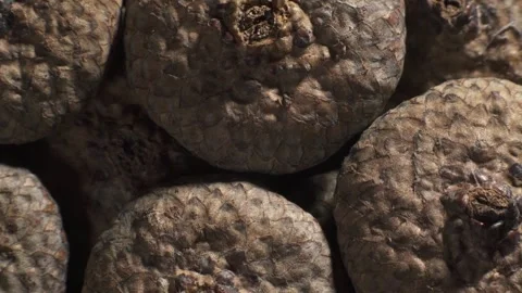 Acorn caps. Complex surface texture. Macro shot.  Stock Footage 293931305