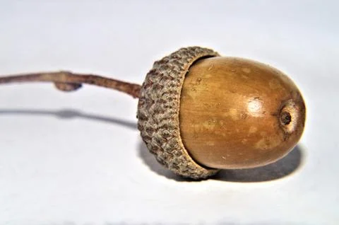 Acorn close-up Stock Photos