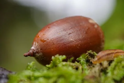 Acorn closeup Stock Photos