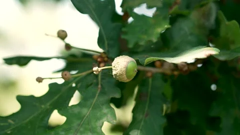 Acorn developing on a vibrant oak tree Stockbeeldmateriaal 281075969