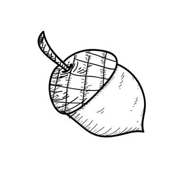 Acorn Doodle Stock Illustration