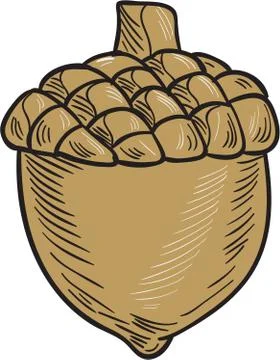 Acorn Drawing Stock Illustration