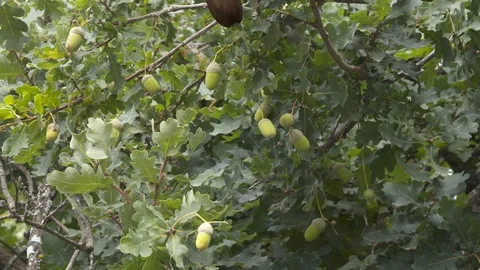 Acorn drops Stock Footage 116587901
