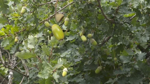 Acorn drops Stock Footage 116589295