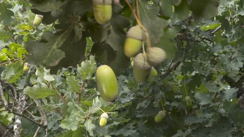 Acorn drops Stock Footage 116589401