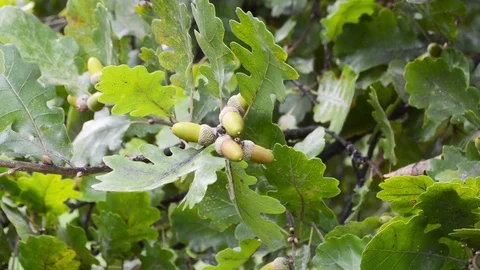 Acorn at the end of summer on an oak tree Stock Footage 97357576