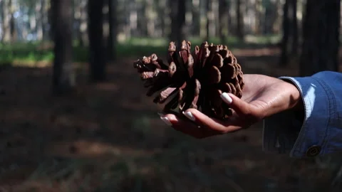 Acorn falling slowly Stock Footage 199216799