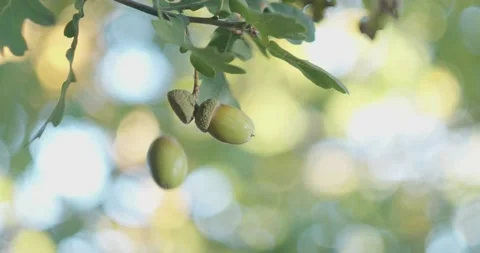 Acorn falling from Tree, Slowmotion 120fps, 4k Stock Footage 231610227