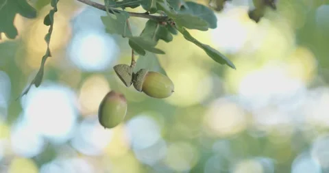 Acorn falling from Tree, Slowmotion 120fps, 4k Stock Footage 231610233