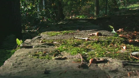 Acorn falls from tree Stock Footage 517097
