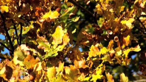 Acorn 库存影片 85687338