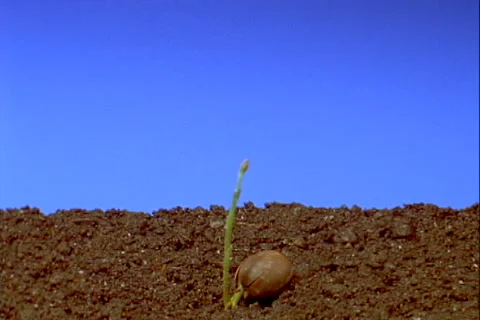 Acorn germination long stem develops Stock Footage 234751469