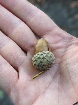 Acorn on hand Stock Photos
