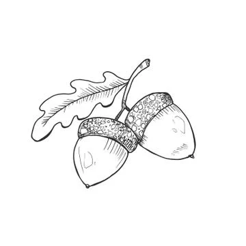 Acorn icon isolated Stock Illustration