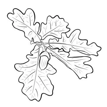 Acorn Stock Illustration