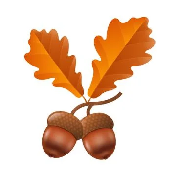 Acorn Stock Illustration