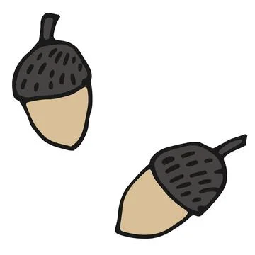 Acorn Stock Illustration
