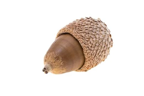 Acorn isolated Stock Photos