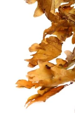 Acorn leaf Stock Photos