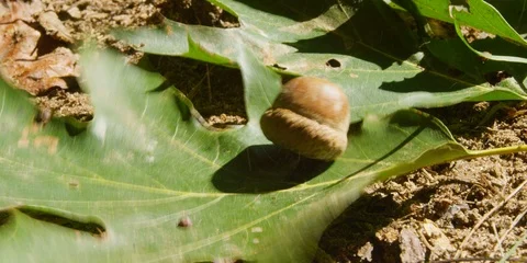Acorn nut falling on a green leaf on the ground Stock Footage 103752686