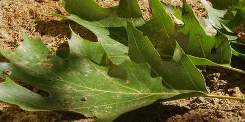 Acorn nut falling on a green leaf on the ground Stock Footage 103752866