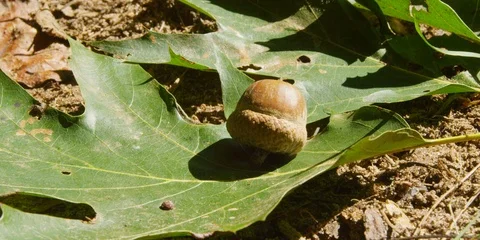 Acorn nut falling on a green leaf on the ground Stock Footage 103753113