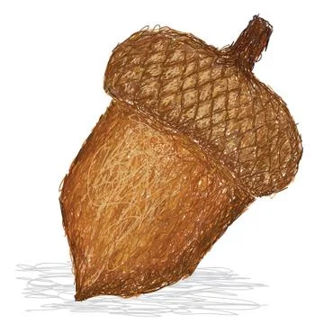 Acorn nut. Stock Illustration