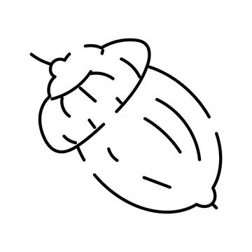 Acorn nut from oak tree minimal line drawing Stock Illustration