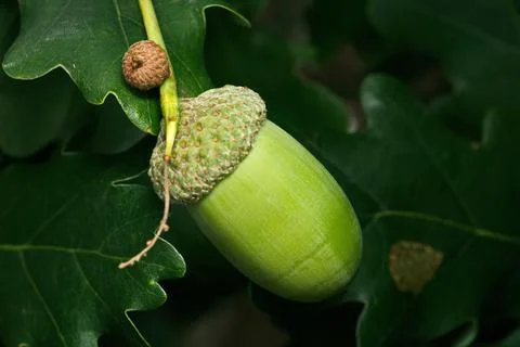 Acorn Nut 写真素材