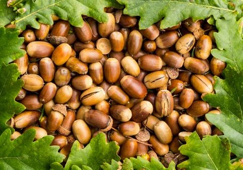 Acorn nuts Stock Photos